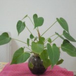 201204122210000.jpg