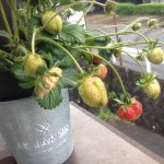 20120526_125241.JPG