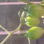 20120626_134057.JPG