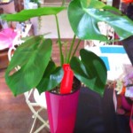 IMG_20120625_222800.jpg