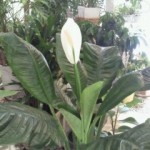 201209101518000.jpg