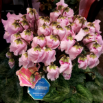 20121213_113612_1.png