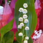 20121220_123909_1.png