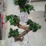 201301171510000.jpg