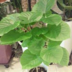 201301231149000.jpg