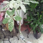 201301281309000.jpg