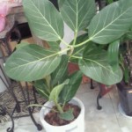 201302061050001.jpg