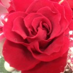 20130208_132249.JPG