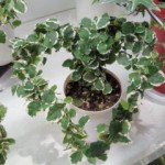 201302141012000.jpg