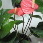 201306281615000.jpg