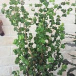 201305171217000.jpg