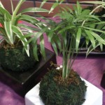 IMG_20130725_132814.jpg