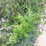 201308221606000.jpg