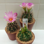 20130903_170204_1.png