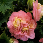 20140129_151716_1.png