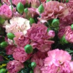 IMG_8761.jpg