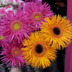 20140626_115242_1.png