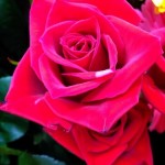 IMG_4985.jpg