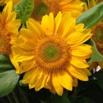 IMG_8775.jpg