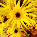 IMG_7174.jpg