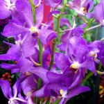 IMG_0626.jpg