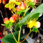IMG_1817.jpg