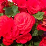 IMG_4084.jpg