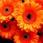 IMG_9058.jpg
