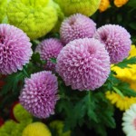 DSCF0285_2.JPG