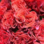 IMG_8551.jpg