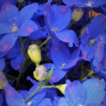 DSCF0337_2.JPG