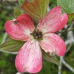 DSCF0397.JPG
