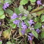 DSCF0398.JPG