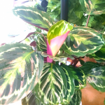 CUNPIC_20150610_134236.png