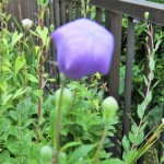DSCF0428_2.JPG