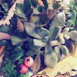 2015-08-10-15-17-30_deco~01.jpg