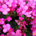 IMG_2598_2.jpg